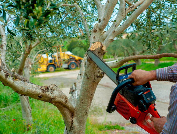 Reliable Mount Pleasant, SC Tree Service Solutions